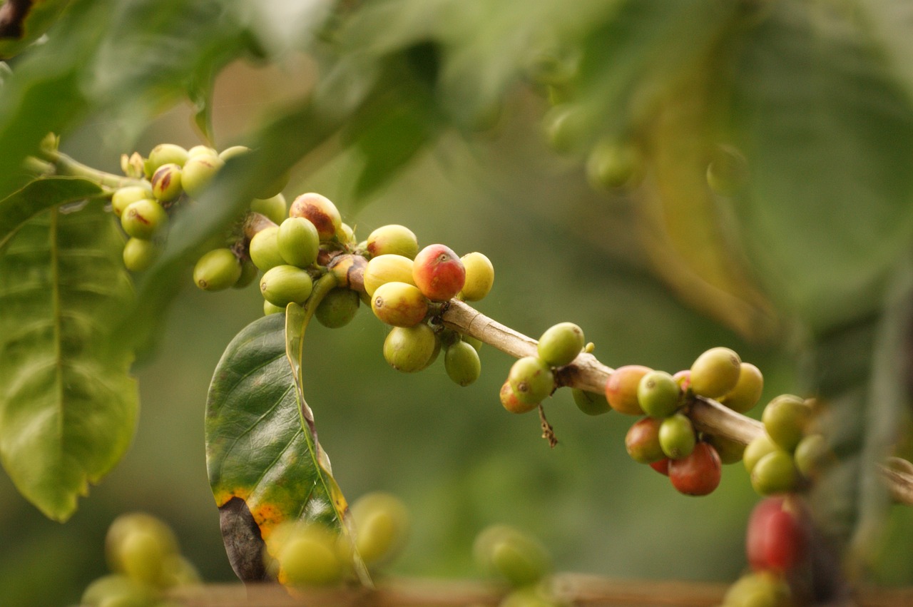 ALDI HELPS SMALL FARMERS IN COLOMBIA